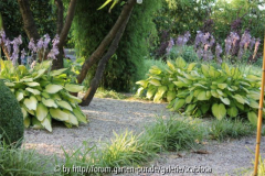 Hostas Kiesbeet