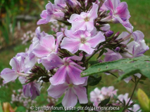 Phlox pan. 'Fallschirmseide'