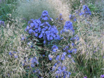 Blue Paradise im Deschampsia Nebel