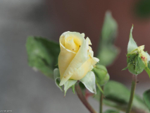 Perle de Jardin