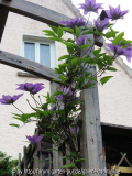 Clematis 'multi blue'