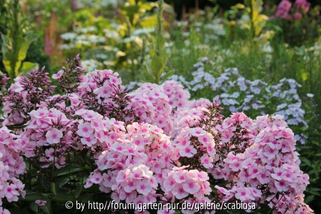 Phlox 1