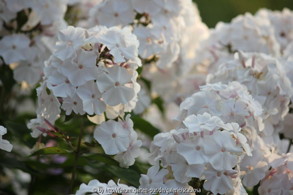 Phlox 2
