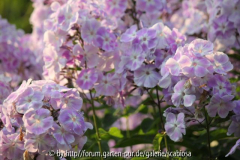 Phlox 3
