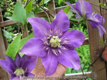 Clematis 'multi blue'