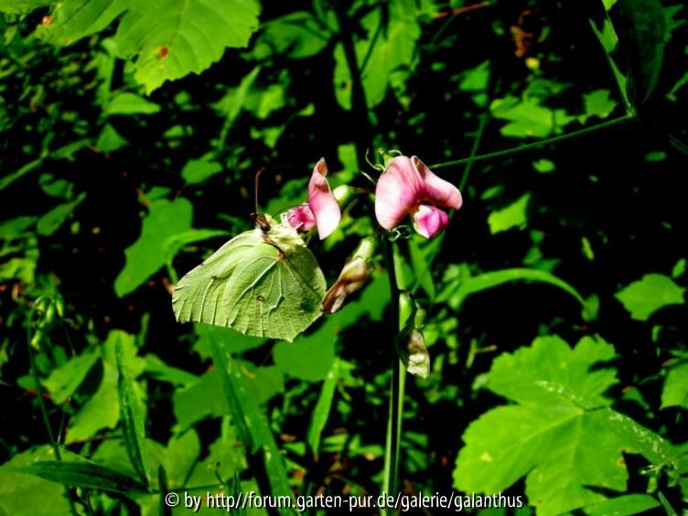 Lathyrus sylvestris
