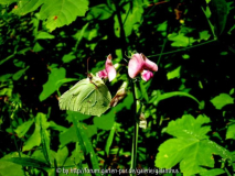 Lathyrus sylvestris