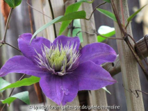 Clematis 'multi blue'