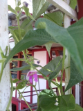 Bohnenblüte.jpg