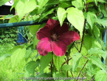 Clematis 'Rouge Cardinal'
