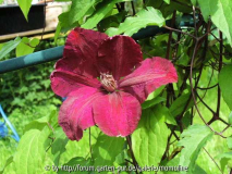 Clematis 'Rouge Cardinal'