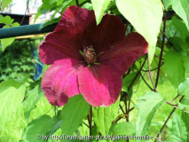 Clematis 'Rouge Cardinal'