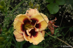 Hemerocallis Callis