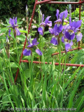 iris