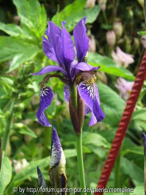 iris sibirica