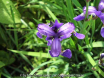 iris
