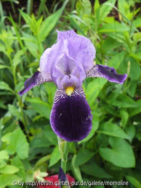 iris lila