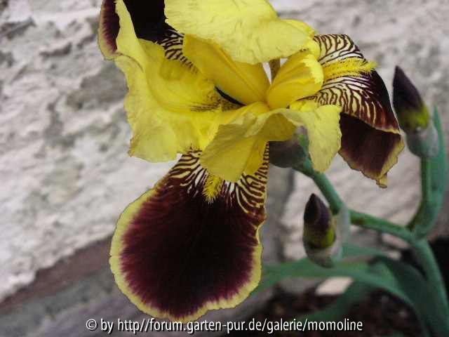 iris gelb-lila