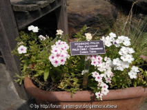Phlox im Pflanzenkübel