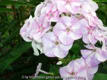 Phlox pan. 'Sternhimmel