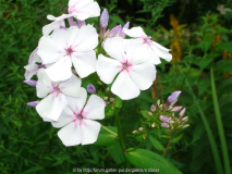 Phlox pan. 'Polarstern'