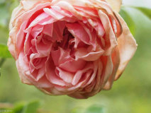 Comtesse de Noghera Blüte