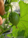 Melone Sweet Sibirian - 1
