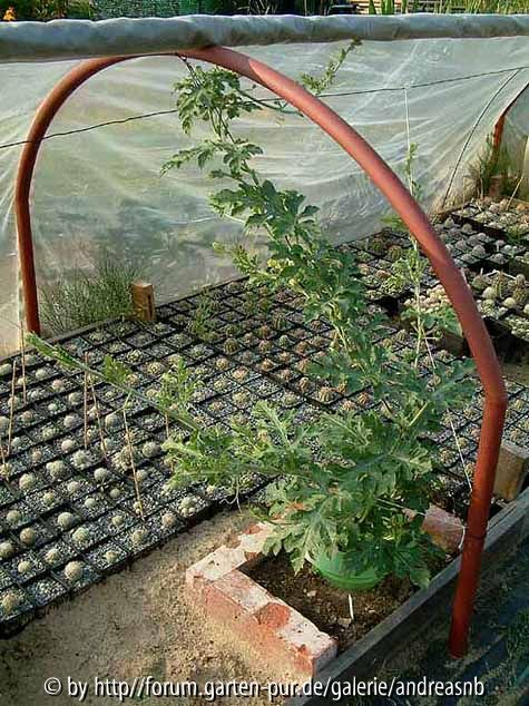 Melone Sweet Sibirian