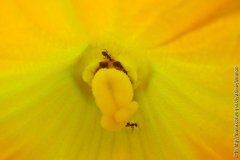 Ameisenparty-in-der-Zucchiniblüte.jpg