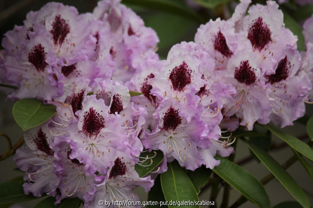 Rhododendron