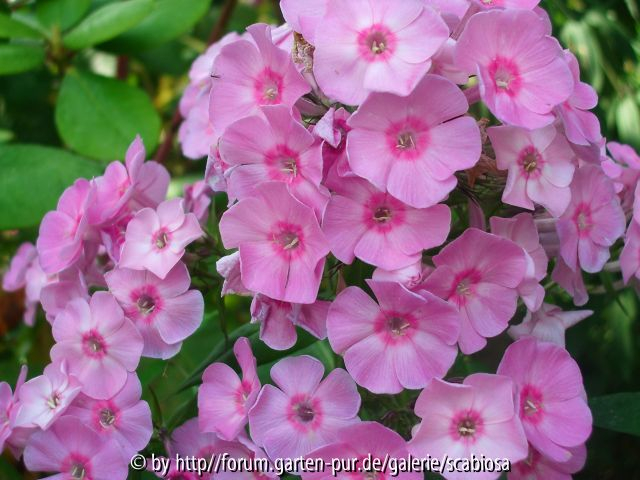 Phlox unbekannte Sorte