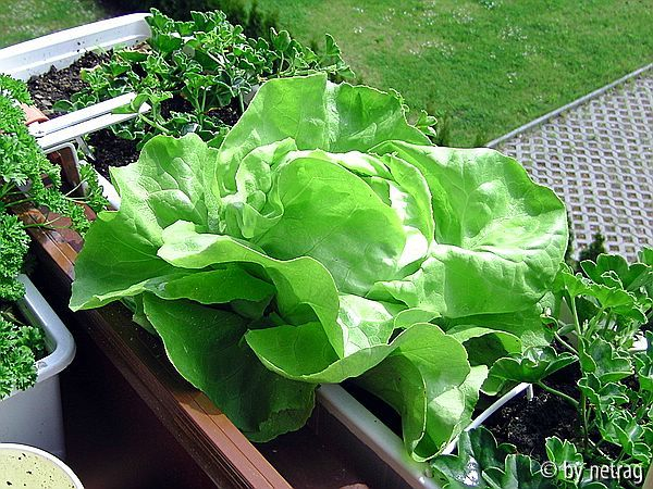 Kopfsalat