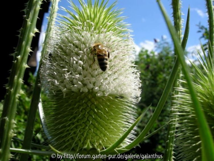 Dipsacus laciniatus