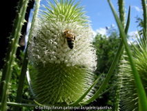Dipsacus laciniatus