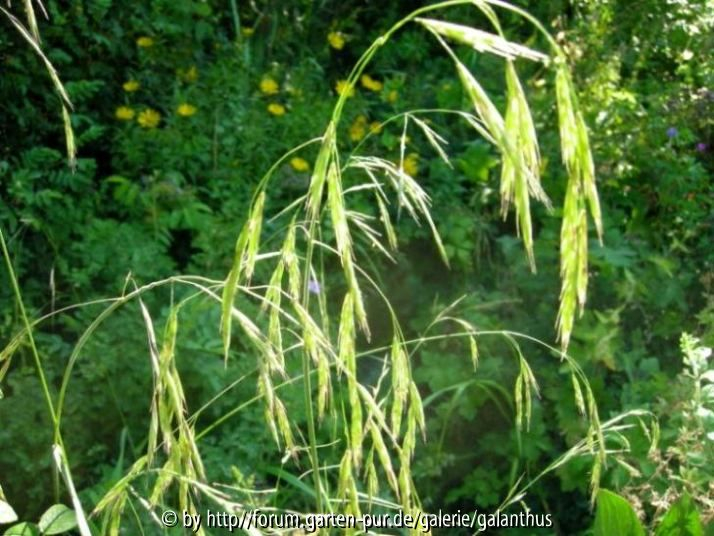 Bromus ramosus