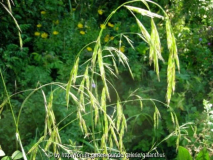 Bromus ramosus