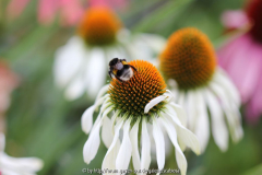 Schlafende Hummel?