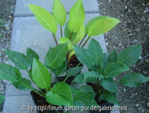Neue Hostas.jpg