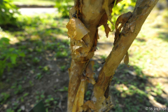 H. serr. acumin. rinde