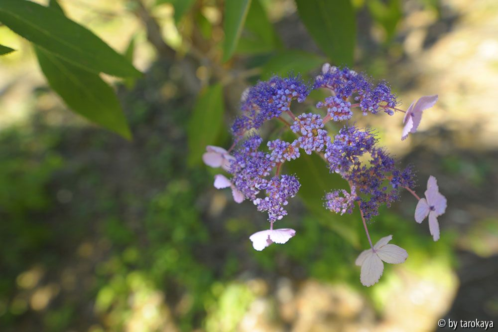 H. serr. acumin. blüte
