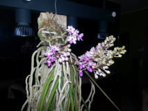 Seidenfadenia mitrata