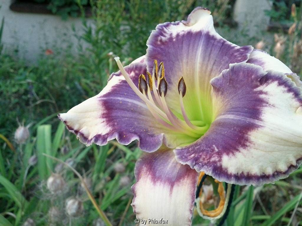 Larkspur Blues x Blue Hippo