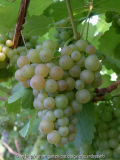 Wein_Siegerrebe-Juli2013