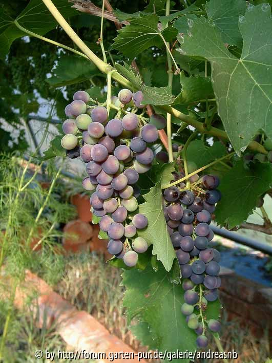 Wein_Muscat-Bleu-Juli2013