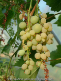 Wein_Glenora-Juli2013_1