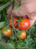 Tomate_Northern-Delight_A-August2013
