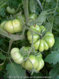 Tomate_Costoluto-Genovese_EndeJuli2013