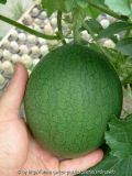 Melone_Sweet-Sibirian_A-August2013