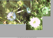 Kornblume_001.jpg