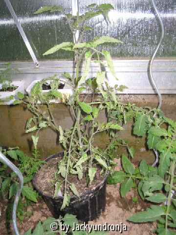 kranke tomate